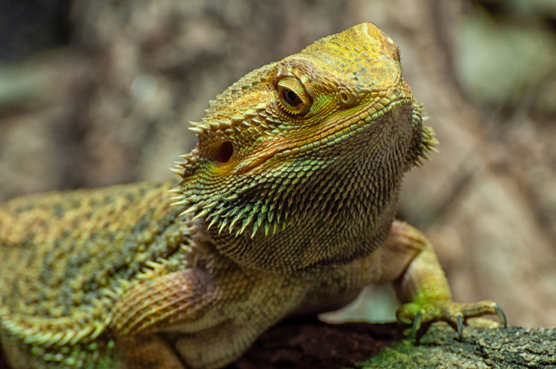 Reptilien feedconsult