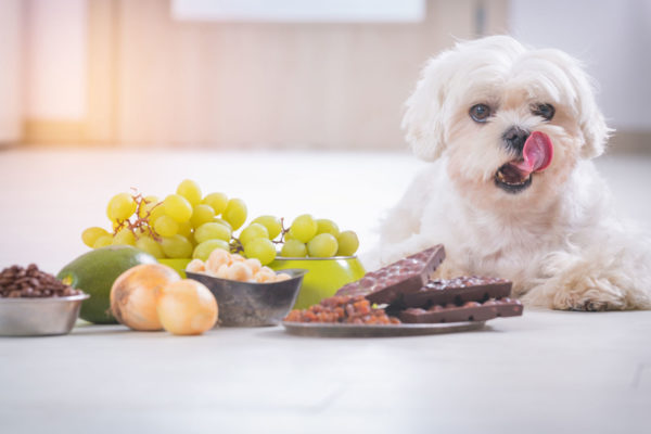 Hunde feedconsult