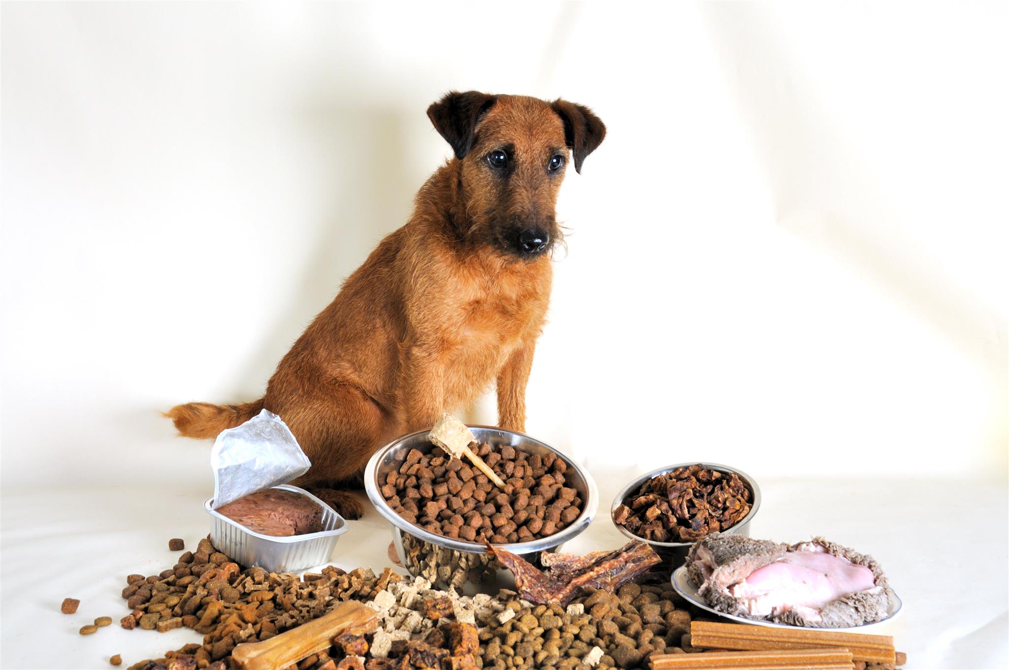 bauchspeicheldrüse hund lebenserwartung