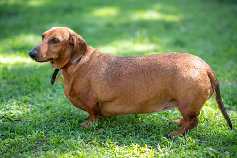 Hunde feedconsult